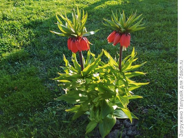 Рябчик императорский