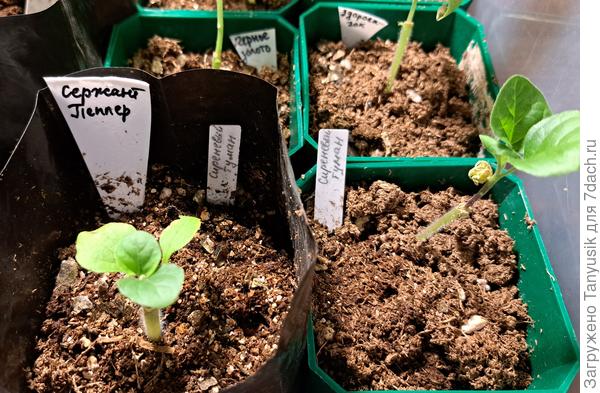 Сиреневый иуман на Сержанте и на Эмперадоре