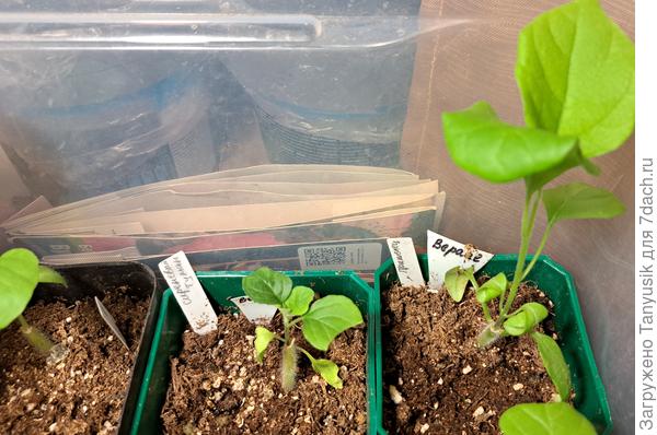 Разница очевидна. Слева - Сиреневый туман на Вераче. Справа - Пришелец на Вераче