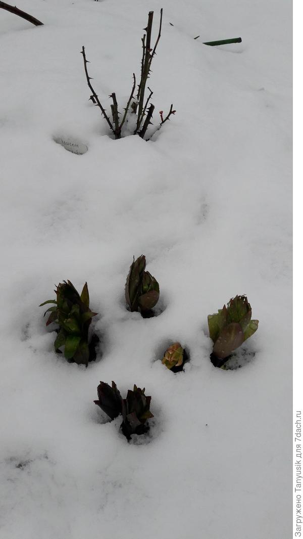 23.04.2017 г. Это рябчики торчат