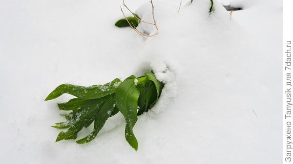 Откопала один. Потом опять снег накинула, в надежле, что им так теплее будет. Не знаю, что лучше: соприкосновение листьев с холодным снегом, или с холодным воздухом?