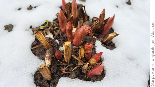 Пионы опять стали видны