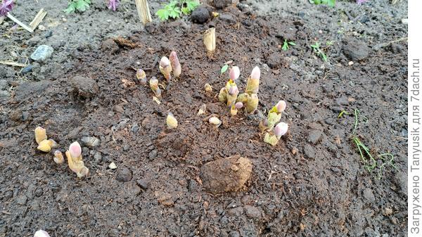 Бутоны сангвинарии