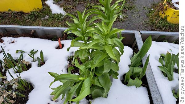 Рябчики поднялись. Кроме одного (это тот, который я из-под снега откапывала)