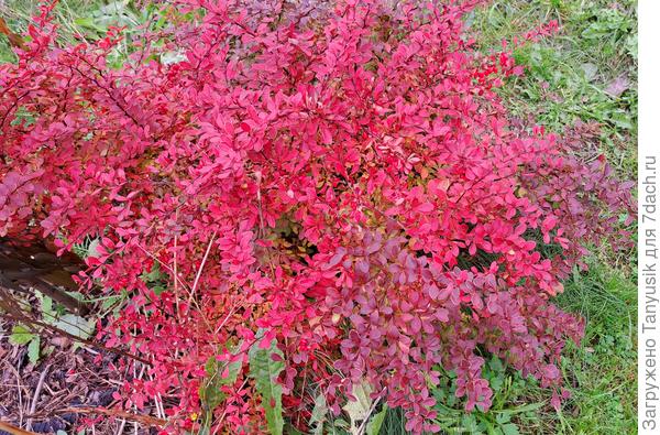 Барбарис Коралл - самый яркий из всех барбарисов в моем саду. Он сочетает в себе пылкость красного цвета, яркость оранжевого и нежность розового