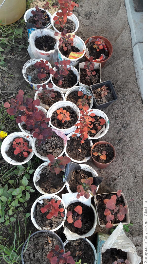 Вот такие сеянцы получаются от переопыления с другими барбарисами