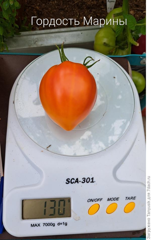 Средний вес одного помидора составил 130 г