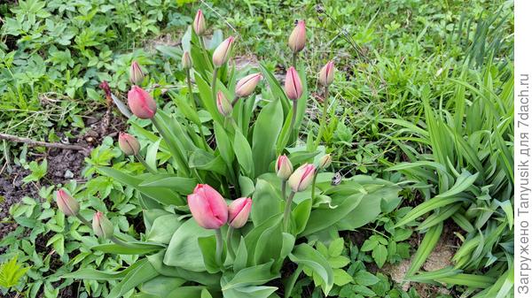 Тюльпаны