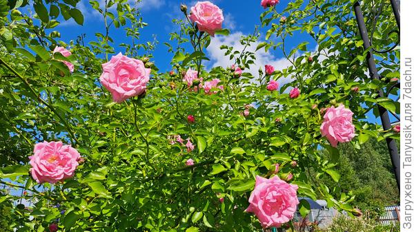 Цветение начинается в конце июня. Это снимок от 23.06.2023 г