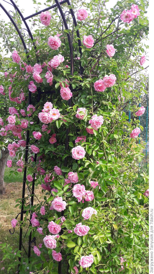 Сначала это была одна сторона арки (с другой стороны - клематис)