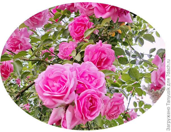 Цветки этого сорта хорошо переносят дождь, что немаловажно для нашего питерского климата