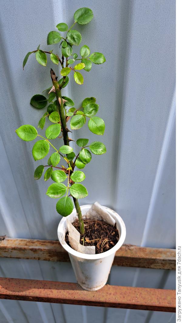 Черенок Парада готов отправиться на новую квартиру