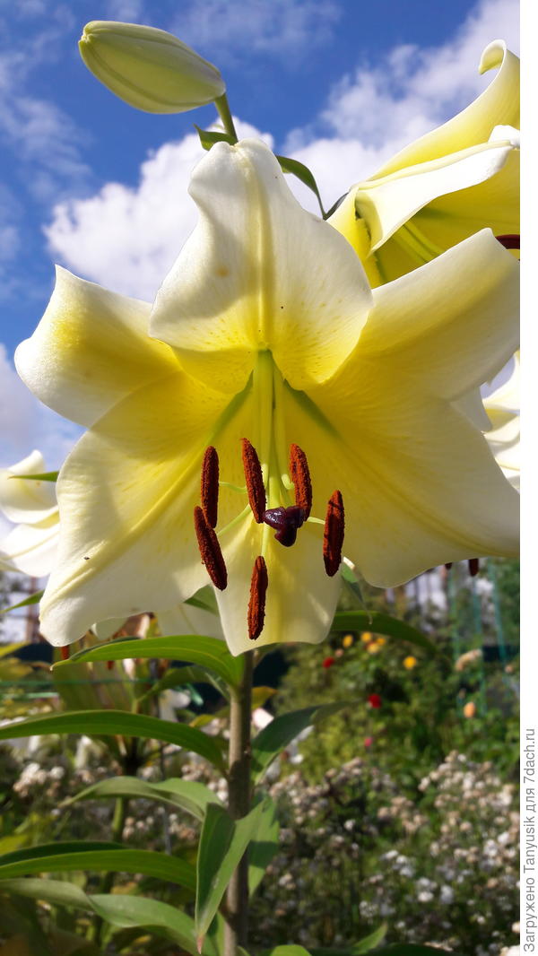Роскошная и мощная лилия!