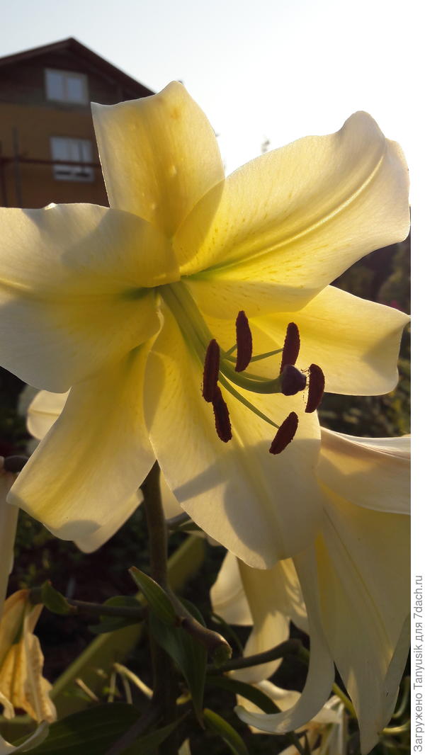 Своевременная профилактическая обработка помогает мне вырастить такие шикарные лилии. А Конка д'Ор - самая прекрасная из них!