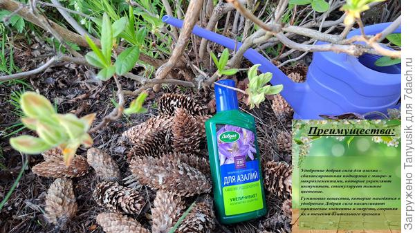 Половину колпачка удобрения развожу в 1 л воды. Поливаю чистой водой до и после подкормки.