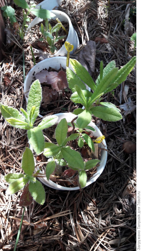 Сеянцы азалий. Зимовали без укрытия