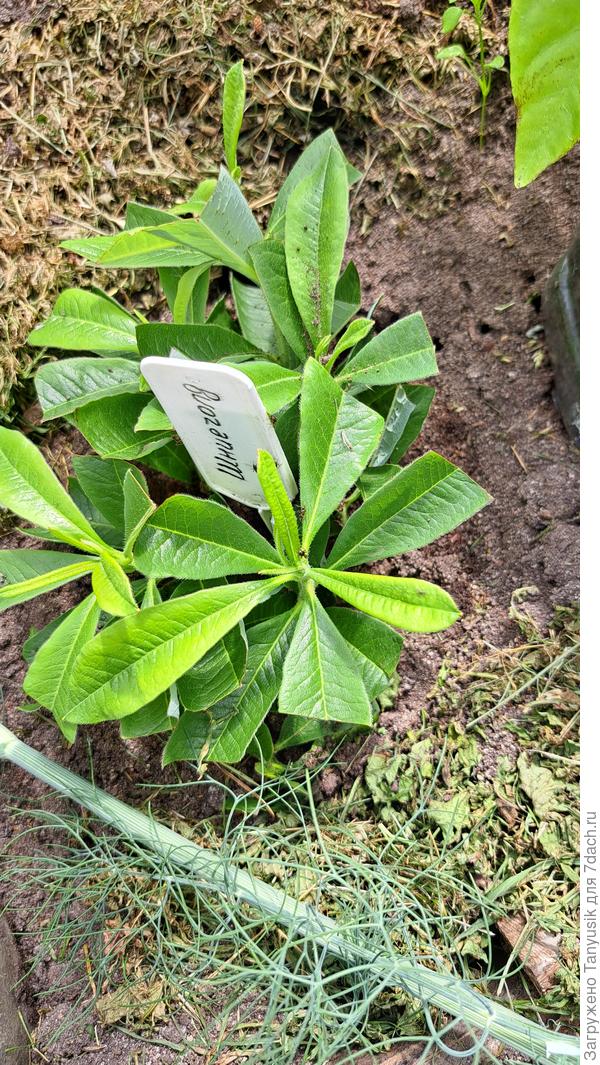 Черенки в парнике. Все вместе нарываю обрезанной 5-литровой бутылью