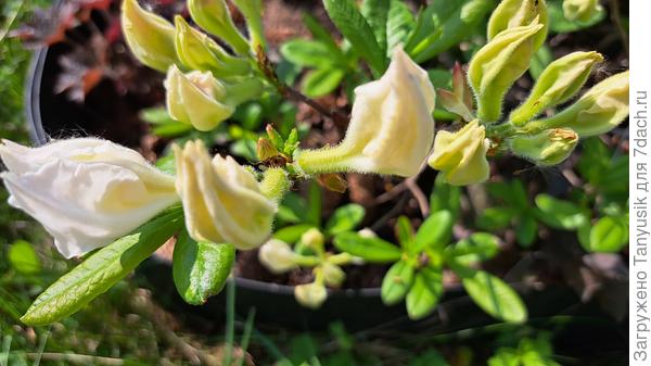 В предвкушении чуда