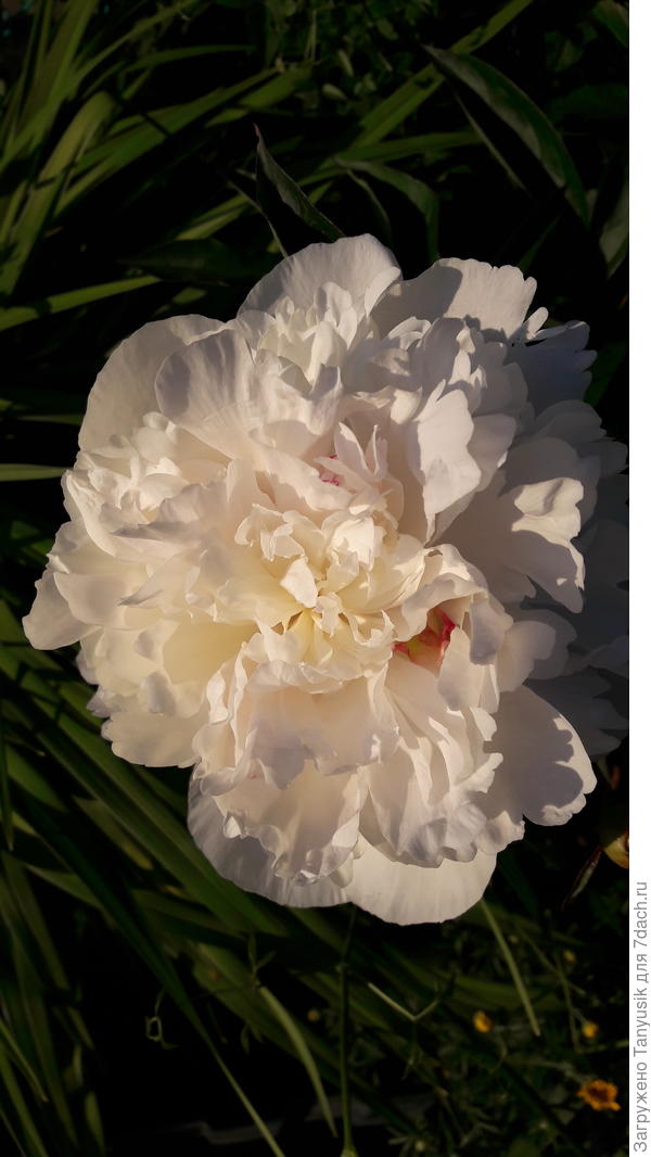 Маленькое красное пятнышко совершенно не портит белоснежную форму