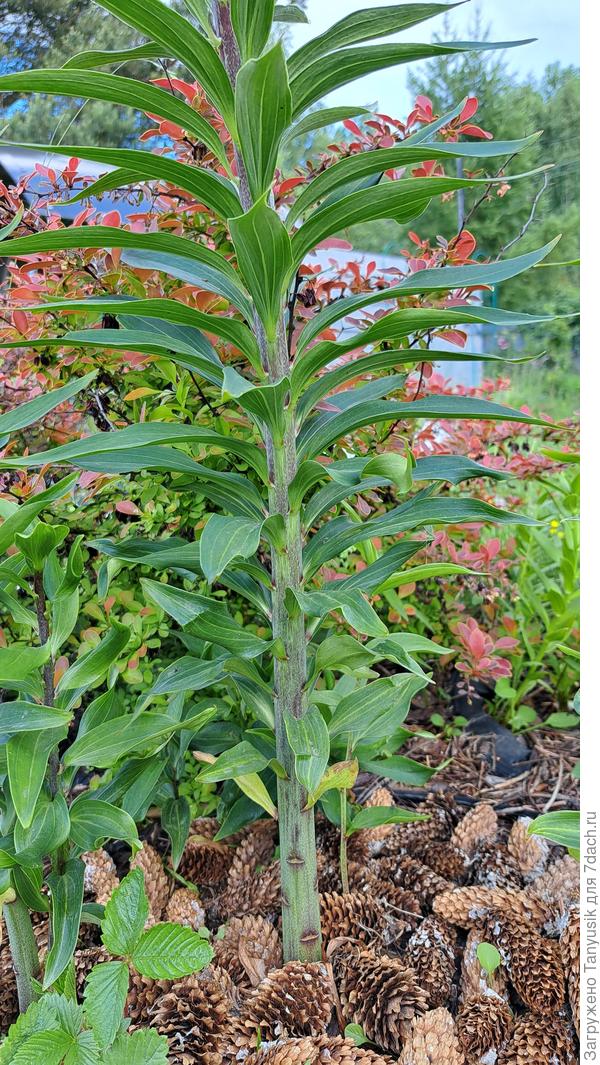 Сейчас она такая