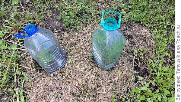 При высадке рассады накрываю кабачки бутылями. Пробку снимаю, чтобы не запарились