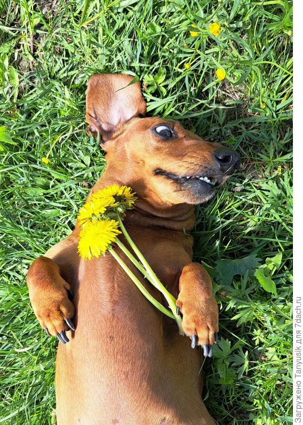 Всем привет от моей "помощницы" Веснушки. Рассаду вырастили, теперь отдыхает!
