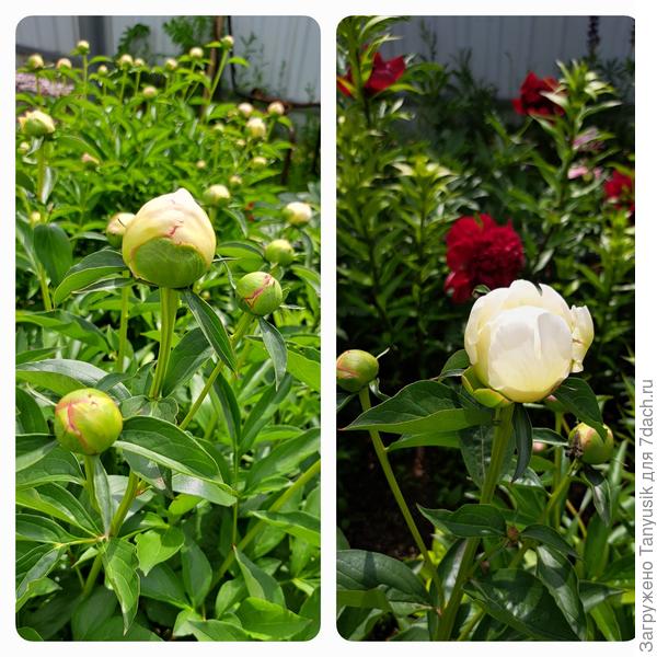 В ожидании чуда