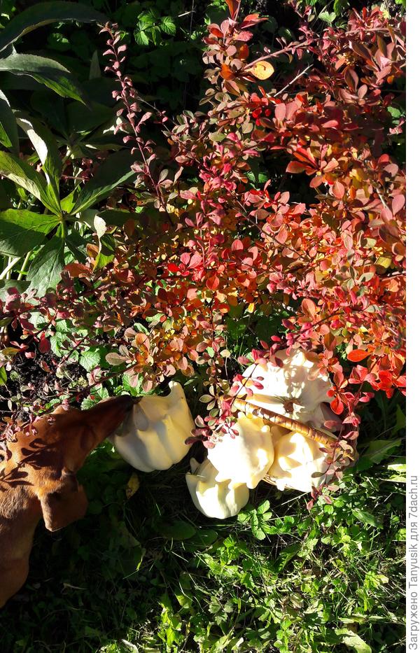 Такс-контроль оценивает Корону