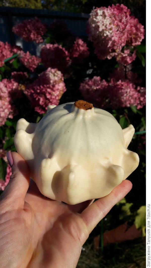 Вылитая корона!