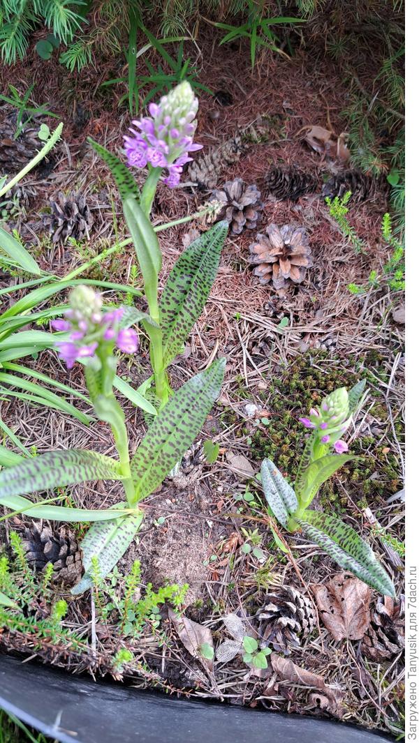Эти три в прошлом году пересадила