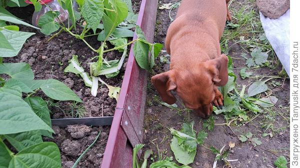 Вот он! Вернее она. Наша такса Веся