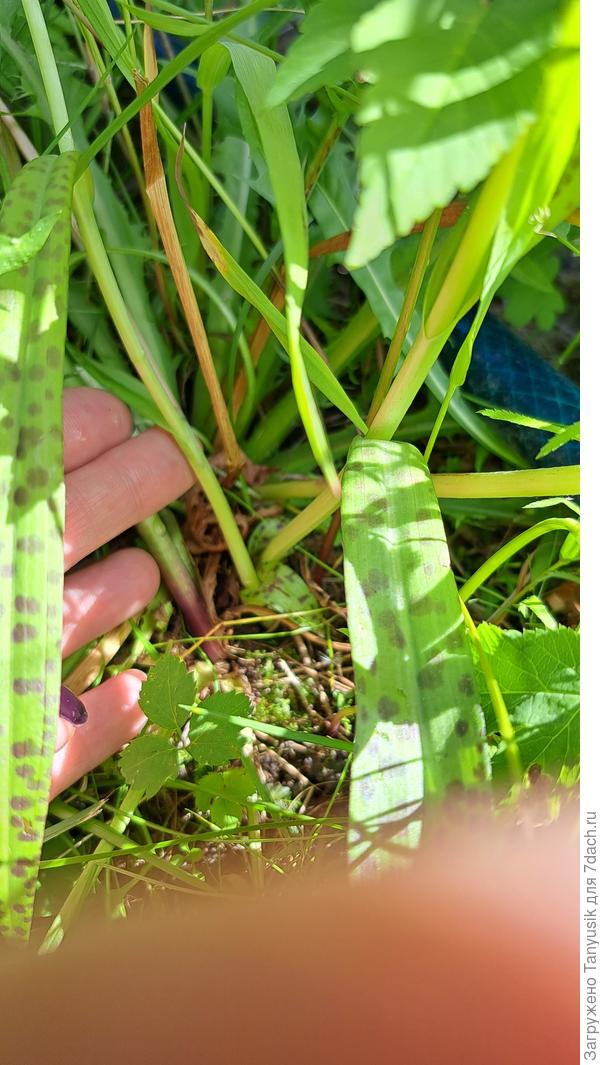 Это который вчера нашла. Два цаетоноса из одной точки растут