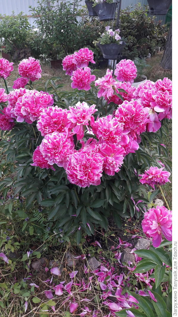 Феликс Краус?