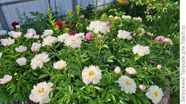 У нас вот так сейчас. Пионы не подвязыааю.