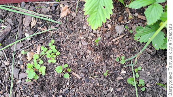 Видите, какие мелкие кустики с прошлогоднего летнего посева? Я их сейчас даже не трогаю.