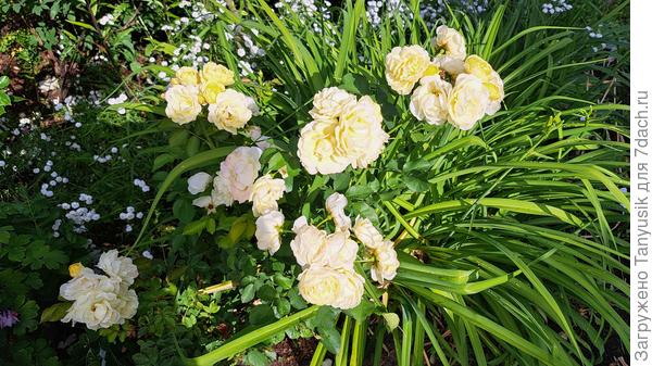 В тестировании участвовала розочка Комтесс де Бари. Сейчас на ней нет ни одного вредителя!