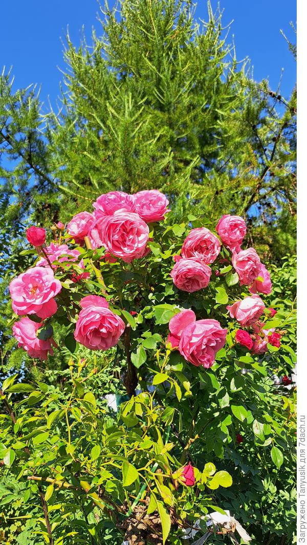 Это на штамбе.