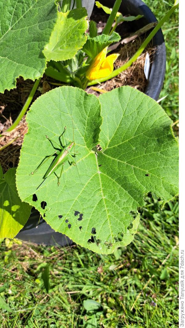 Не сказала бы, что безобидный. Вон какие кружева выгрых на кабачке!