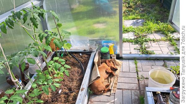 Веся меня в теплице сторожит, чтобы я никуда без нее не убежала😀