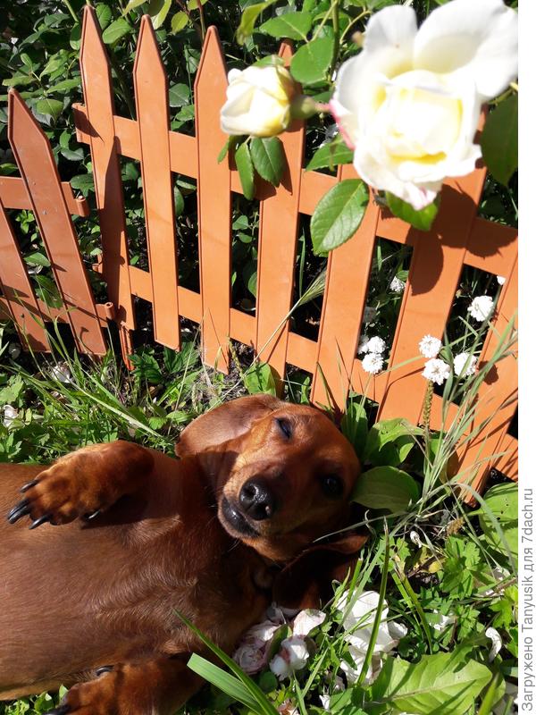 Больше всего на даче мы любим спасть под сенью роз-))