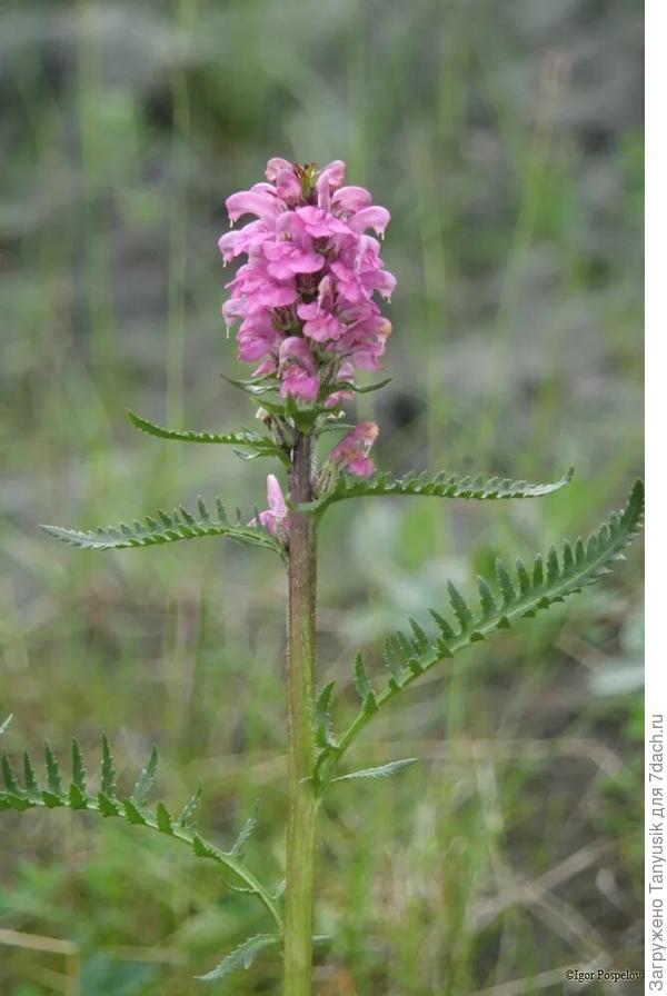 Мытник шерсистый