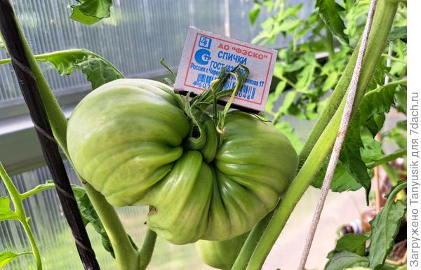 Из первого махрового цветка.