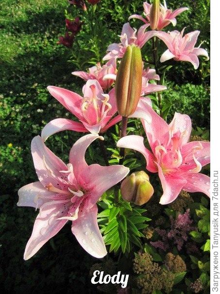 Фото 2012 года