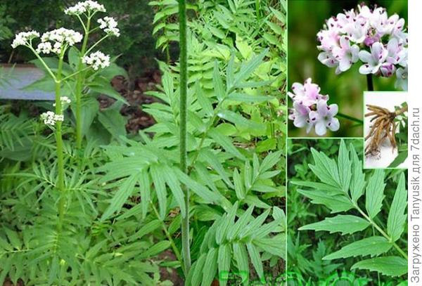 У нас такая