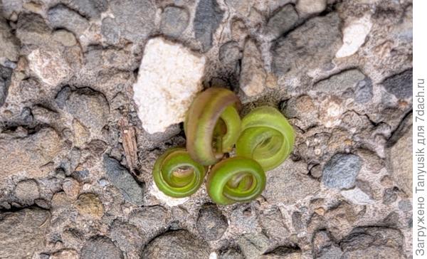 А стручки как выстрелят! Стручки завернулись в спиральки. Семена разлетелись в разные стороны