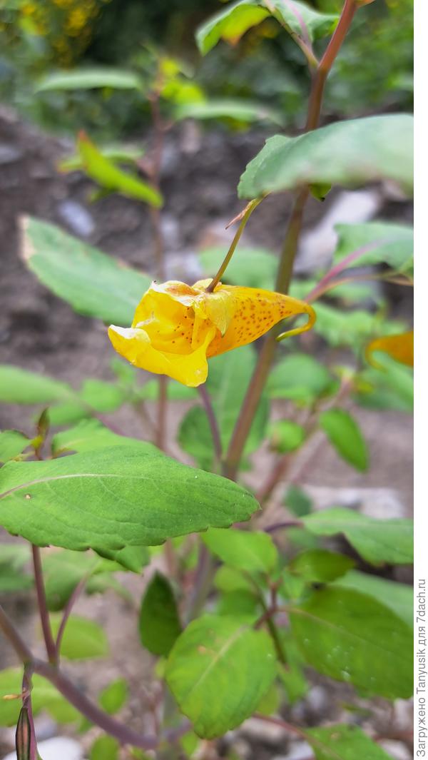 А этот цветочек я видела впервые. Недотрога. Напугал он меня.