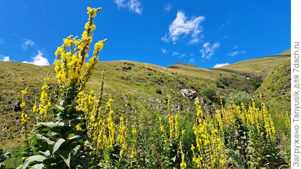 Поляны коровяка