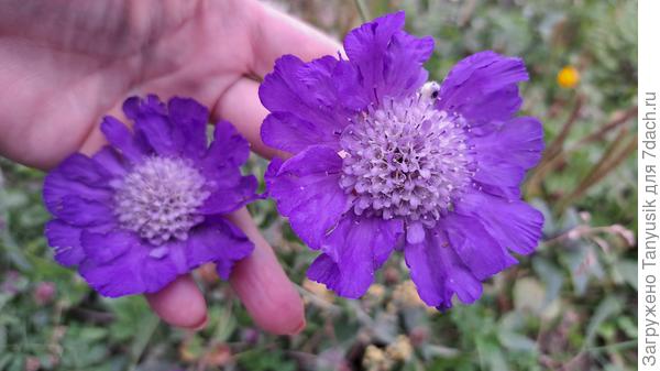 Тоже скабиоза? Цветки огромные!