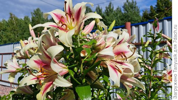 Лилия Нимфа