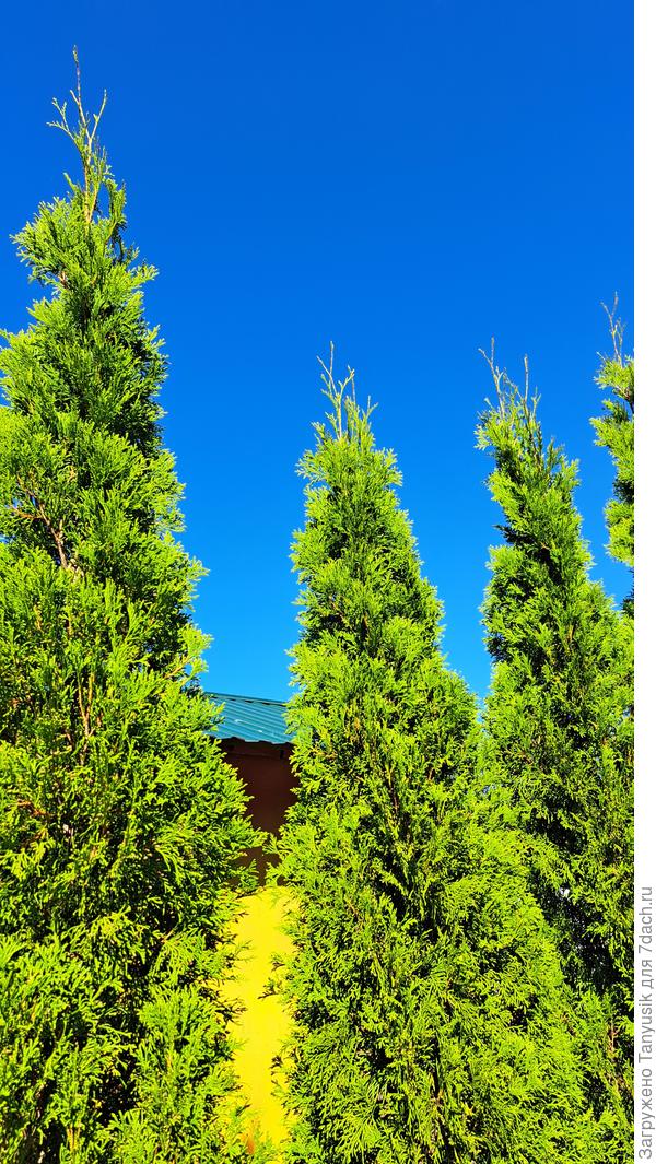 Разве скажешь, что это многоствольные туи?